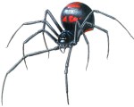 Deadly Female Black Widow