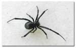 Male Black Widow